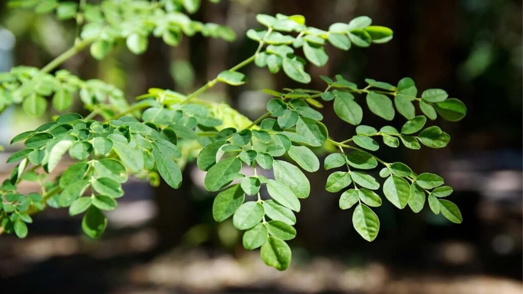 Moringa Oleifera